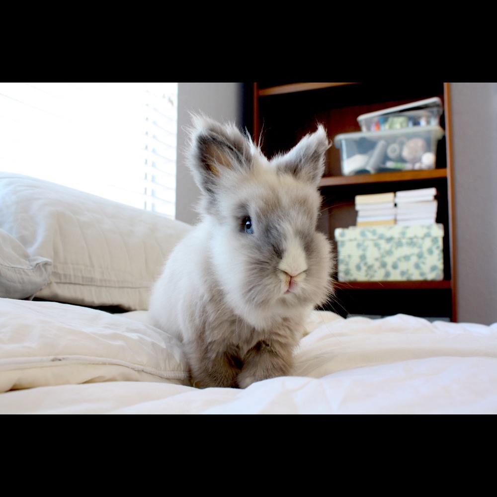 Meet your Posher, Gray